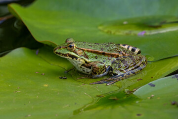 Grünfrosch  (Pelophylax „esculentus“)