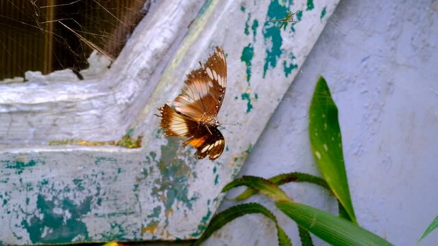Footage of Danaid Eggfly. Video of the Butterfly Danaid Eggfly (Hypolimnas misippus) Trapped in a cobweb and trying to escape. High Quality 4k Videos