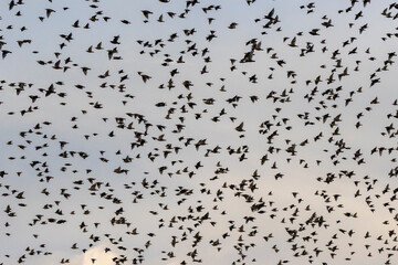 Star (Sturnus vulgaris)