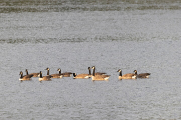 Kanadagans&nbsp;(Branta canadensis)