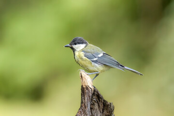 Kohlmeise (Parus major)