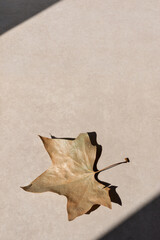 Dried brown sycamore leaf on neutral beige background with aesthetic sun light shadow. Autumn minimalist concept, fall business brand design template, copy space
