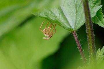 Chitinhaut einer Spinne nach der Häutung