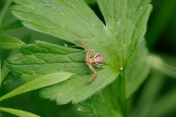 Sumpf-Krabbenspinne (Xysticus ulmi)