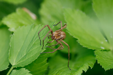 Listspinne (Pisaura mirabilis)
