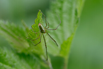 Listspinne (Pisaura mirabilis)