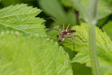 Listspinne (Pisaura mirabilis)