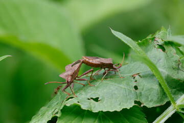 Lederwanze (Coreus marginatus)