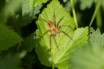 Listspinne (Pisaura mirabilis)