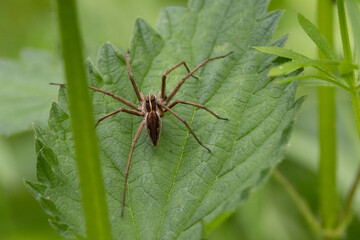 Listspinne (Pisaura mirabilis)