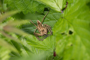 Listspinne (Pisaura mirabilis)