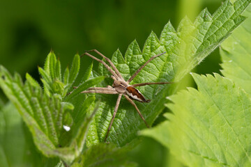 Listspinne (Pisaura mirabilis)