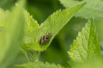Braune Krabbenspinne oder Busch-Krabbenspinne (Xysticus cristatus)