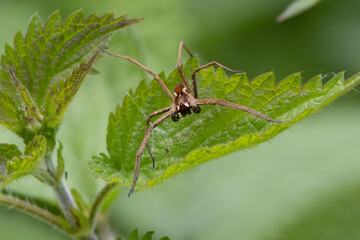 Listspinne (Pisaura mirabilis)