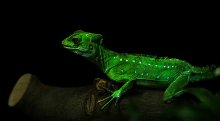 Naklejka premium Green basilisk or Jesus lizard on a branch.