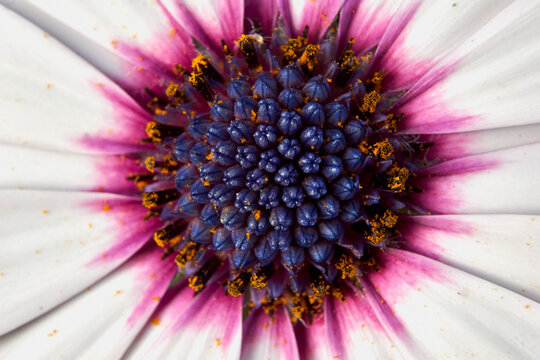 close up of purple daisy