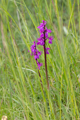 Knabenkraut-Orchidee in der Eifel