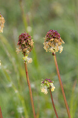 Pimpinelle / Kleiner Wiesenknopf (Sanguisorba minor)