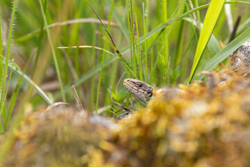 Mauereidechse (Podarcis muralis)