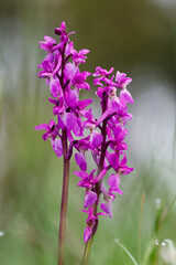 Knabenkraut-Orchidee in der Eifel