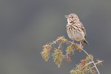 Baumpieper (Anthus trivialis)