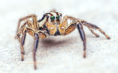 Close up a colorful jumping spider on cement floor, Selective focus, macro shot, Thailand.