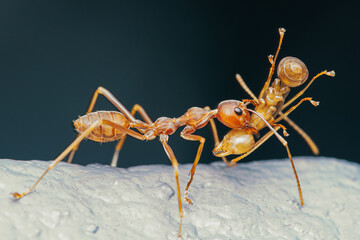 Red ant are moving red ant on the cement wall, Weaver ants macro photo, Selective focus.