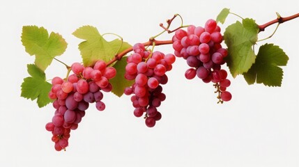 Grapevines isolated on transparent background, concept healthy food