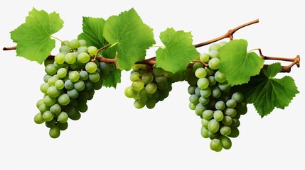Grapevines isolated on transparent background, concept healthy food