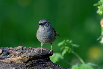 Heckenbraunelle (Prunella modularis)