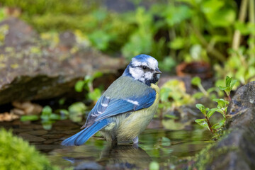 Blaumeise (Cyanistes caeruleu) 