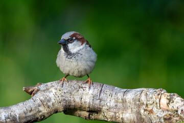 Haussperling (Passer domesticus)