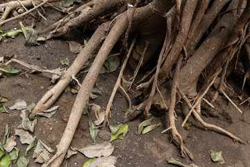 tree roots on ground. nature background.