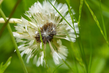 Löwenzahn © Lothar Lenz