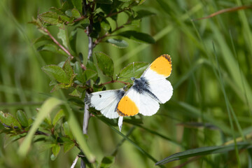 Aurorafalter (Anthocharis cardamines)