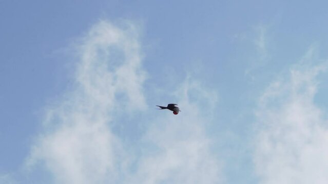 Magnificent frigatebird, Fregata magnificens, is a big black seabird with a characteristic red gular sac, Frigate bird soaring in the clear blue sky over the coastline of the pacific ocean.