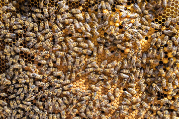 Abstract hexagon structure is honeycomb from bee hive filled