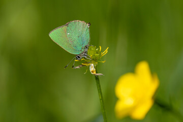 Grüne Zipfelfalter (Callophrys rubi), auch Brombeer-Zipfelfalter