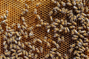 Abstract hexagon structure is honeycomb from bee hive filled