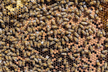 Abstract hexagon structure is honeycomb from bee hive filled