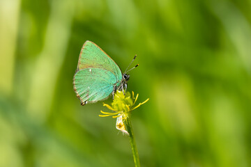 Grüne Zipfelfalter (Callophrys rubi), auch Brombeer-Zipfelfalter