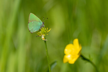 Grüne Zipfelfalter (Callophrys rubi), auch Brombeer-Zipfelfalter