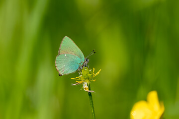 Grüne Zipfelfalter (Callophrys rubi), auch Brombeer-Zipfelfalter