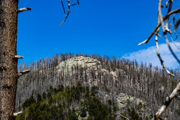 A burn scar on a portion of Arizona's Mt. Graham. 