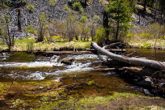 The Little Colorado River, in Arizona's White Mountains, during spring. 