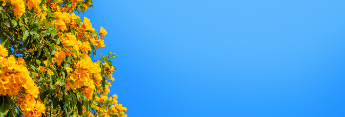 Yellow bells flowers green leaves blue sky background, tecoma trumpet bush, beautiful flower branch...