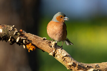 Buchfink (Fringilla coelebs)