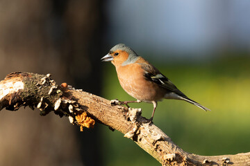 Buchfink (Fringilla coelebs)