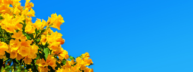 Yellow bells flowers green leaves blue sky background, tecoma trumpet bush, beautiful flower branch border, decorative frame design, natural floral decoration, greeting card template, text copy space