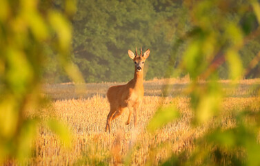 curious young deer standing on the cornfield and watching me 